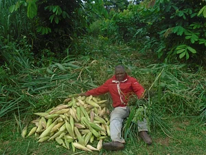 Rainforest Saver