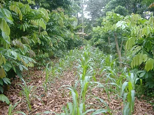 Rainforest Saver