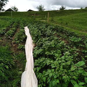 Last plantation
