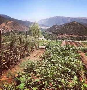 Land Shakra