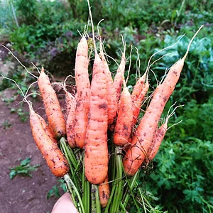 Carrots