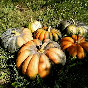 Beautiful pumpkins from last harvest