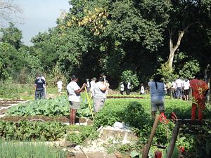 Horticultura