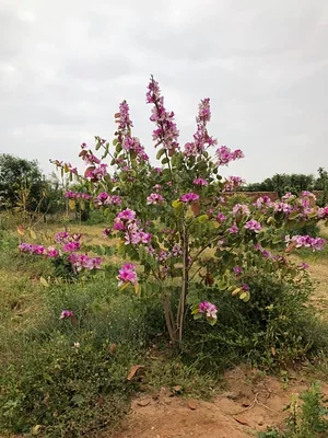 Land Shakra