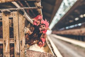 Fish-poultry integrated systems- Morogoro, Tanzania Living Lab