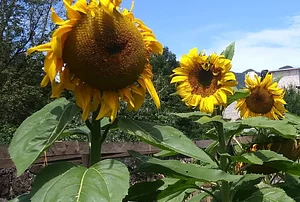 Girasol