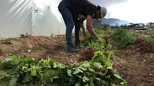 Cuidando el huerto