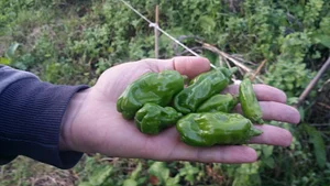 habaneros