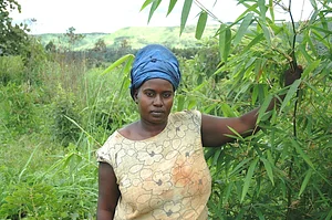 Farmers are encouraged to grow bamboo as a tool for soil regeneration and renewable energy