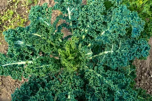 NCSU Agroecology Education Farm