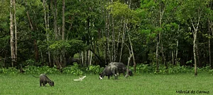 Bailique