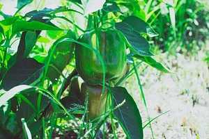 NCSU Agroecology Education Farm