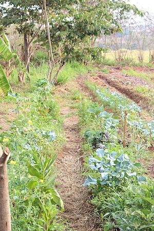Horta em linha