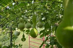 NCSU Agroecology Education Farm