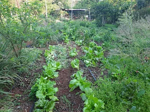 Quinta Amazonas 1