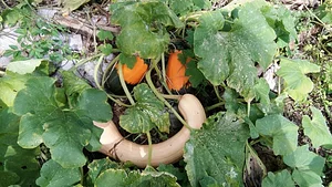 Community Recycling for Organic Produce