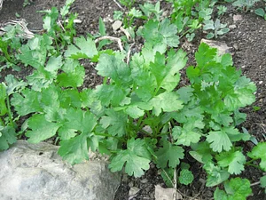 Community Recycling for Organic Produce