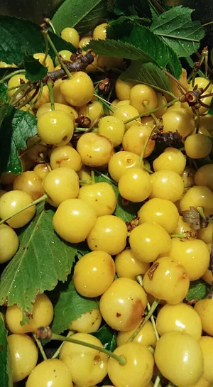 Community Recycling for Organic Produce
