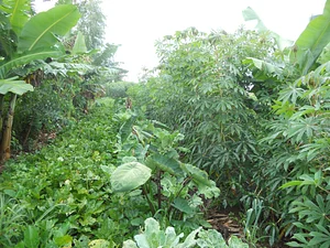 Agrofloresta do Futuro