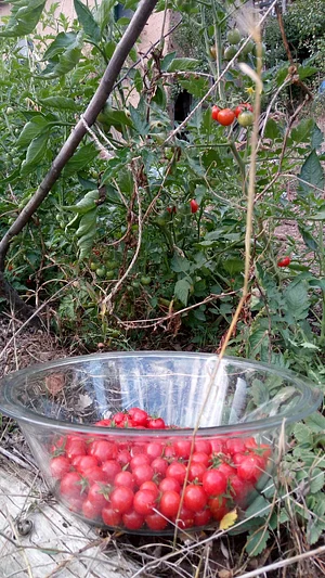 Community Recycling for Organic Produce