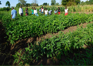 Maize-Legume Best Bets Technologies