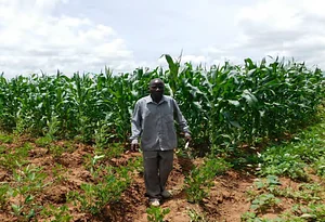 Maize-Legume Best Bets Technologies