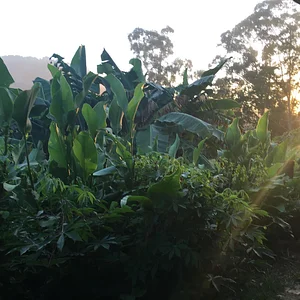 Kendall Permaculture Farm