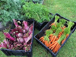 Beetroot & Carrots