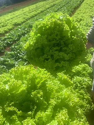TerrAtiva - Biofertilizante