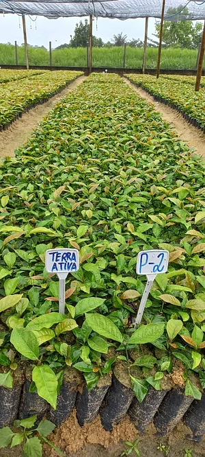 TerrAtiva - Biofertilizante