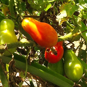 Kendall Permaculture Farm