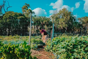 High Valley Dawn Permaculture Farm Yeppoon