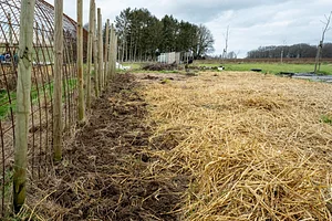 Préparer le sol pour la plantation