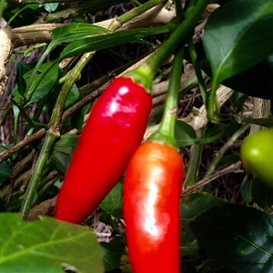Kendall Permaculture Farm