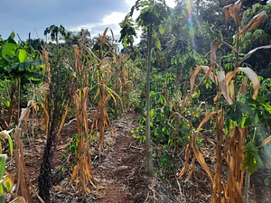 Nuestro agroforestal