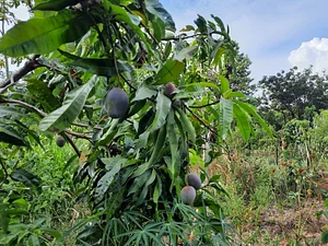 Mangas orgánicas
