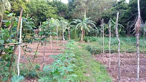 Likhalikasan Permaculture Farm