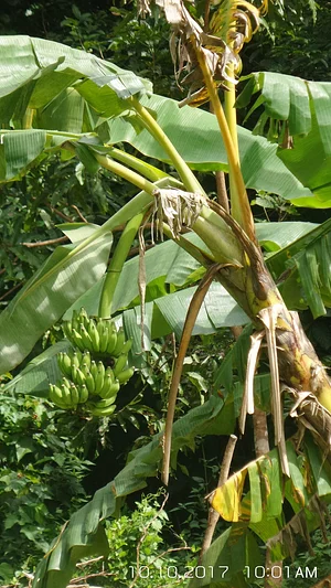 Likhalikasan Permaculture Farm