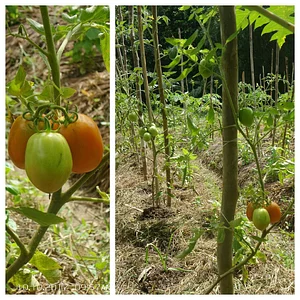 Likhalikasan Permaculture Farm
