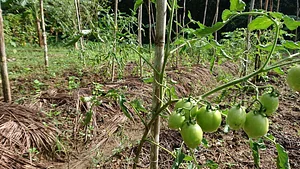 Likhalikasan Permaculture Farm