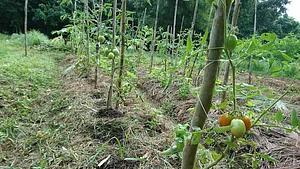Likhalikasan Permaculture Farm