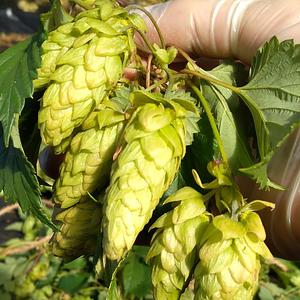 Silver Springs Hops & Permaculture Farm