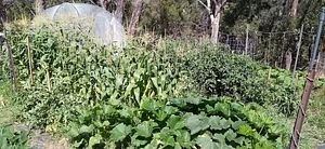 Silver Springs Hops & Permaculture Farm