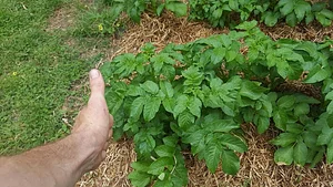 Silver Springs Hops & Permaculture Farm