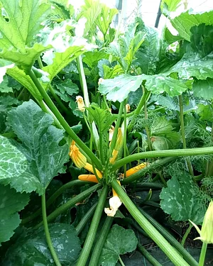 Courge courgette