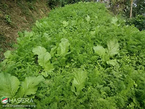 Green leaf garden