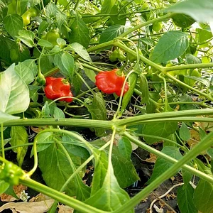 Soul Fire Farm