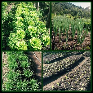 Horta Agroecologica