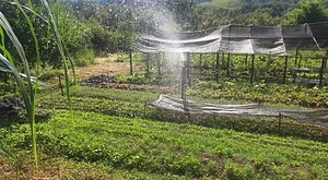 Produção baseado em principios Agroecologicos