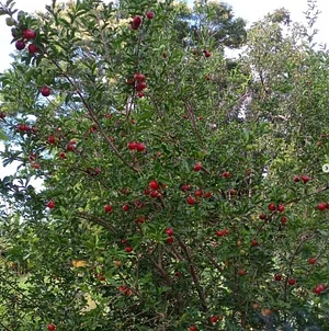 Pé de Acerola